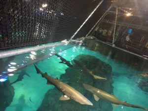 adventure aquarium shark bridge